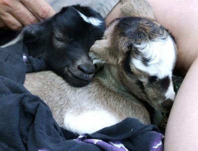 Goat Rescue Conserves Rare Breed of Spanish Goats Image